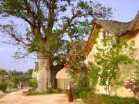 /album/paradis-2-une-residence-de-saly/saly-titel-jpg/